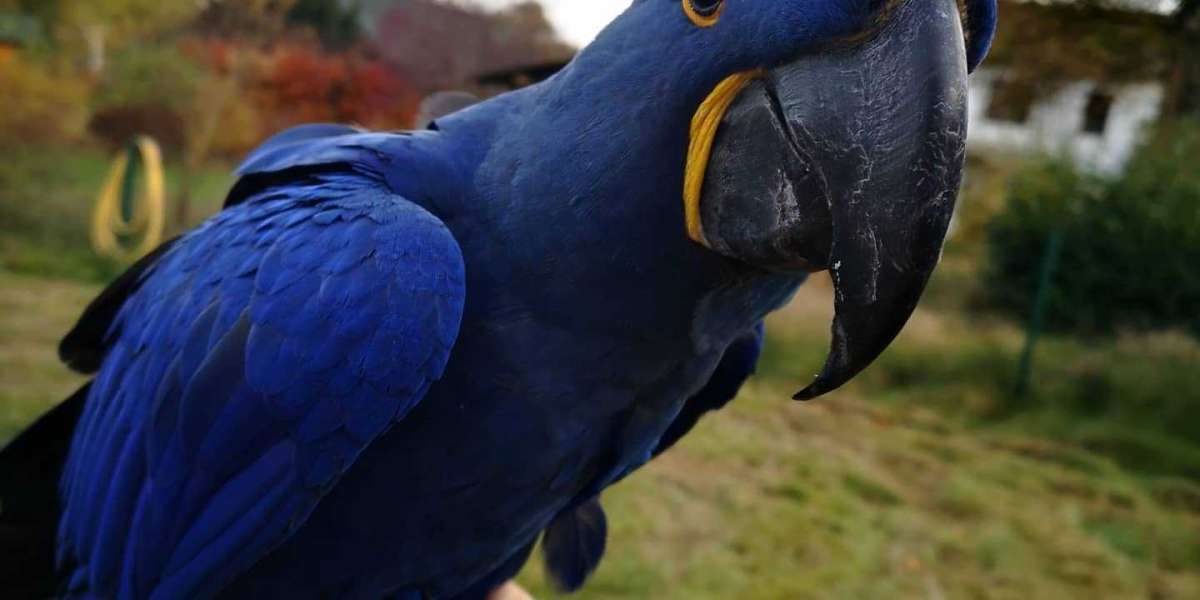 The Remarkable Lifespan of the Spix's Macaw: A Deep Dive into the Life of a Precious Parrot