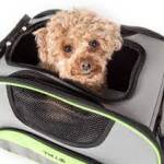 small dogcage Profile Picture