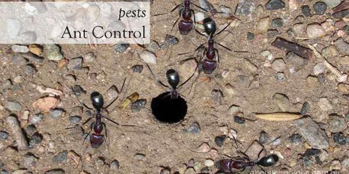 Apartment Ant Control in Brooklyn: Proven Expert Advice
